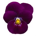 Afbeelding van Viola P9 kleinbloemig Deltini violet